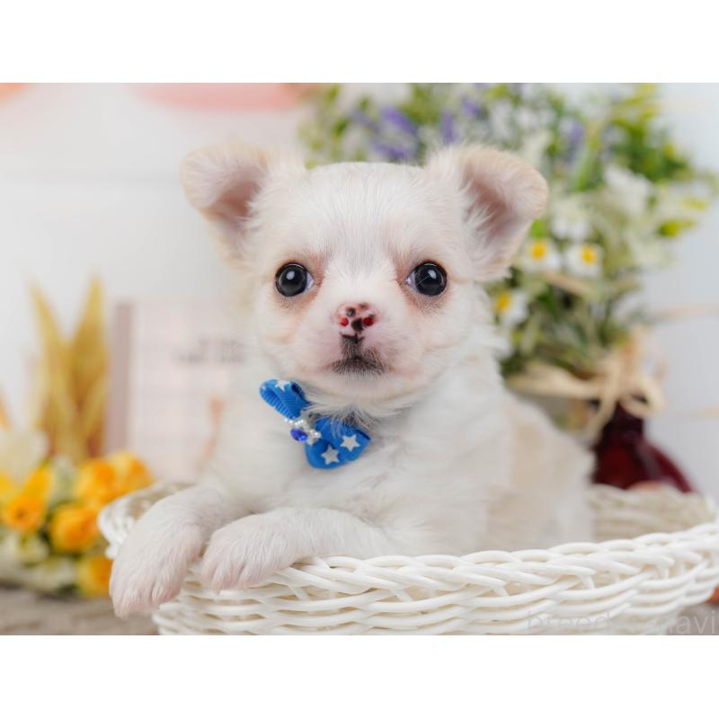 販売中の神奈川県のチワワ(ロングコート)-445422の2枚目