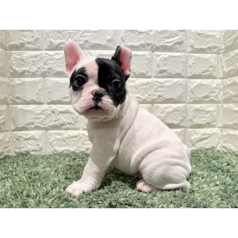 販売中の愛知県のフレンチブルドッグ-445430の3枚目