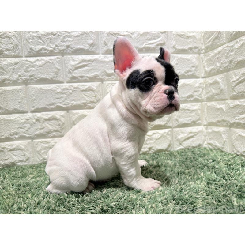 販売中の愛知県のフレンチブルドッグ-445430の2枚目