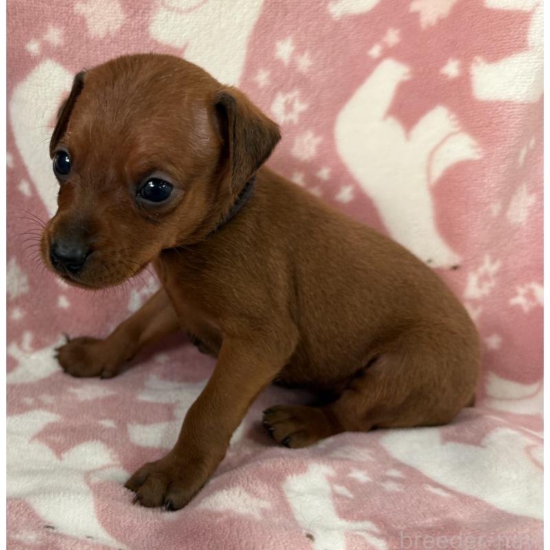 販売中の長野県のミニチュアピンシャー(ミニピン)-445432