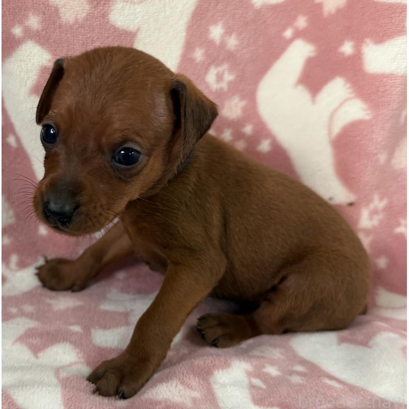 販売中の長野県のミニチュアピンシャー(ミニピン)-445432の3枚目