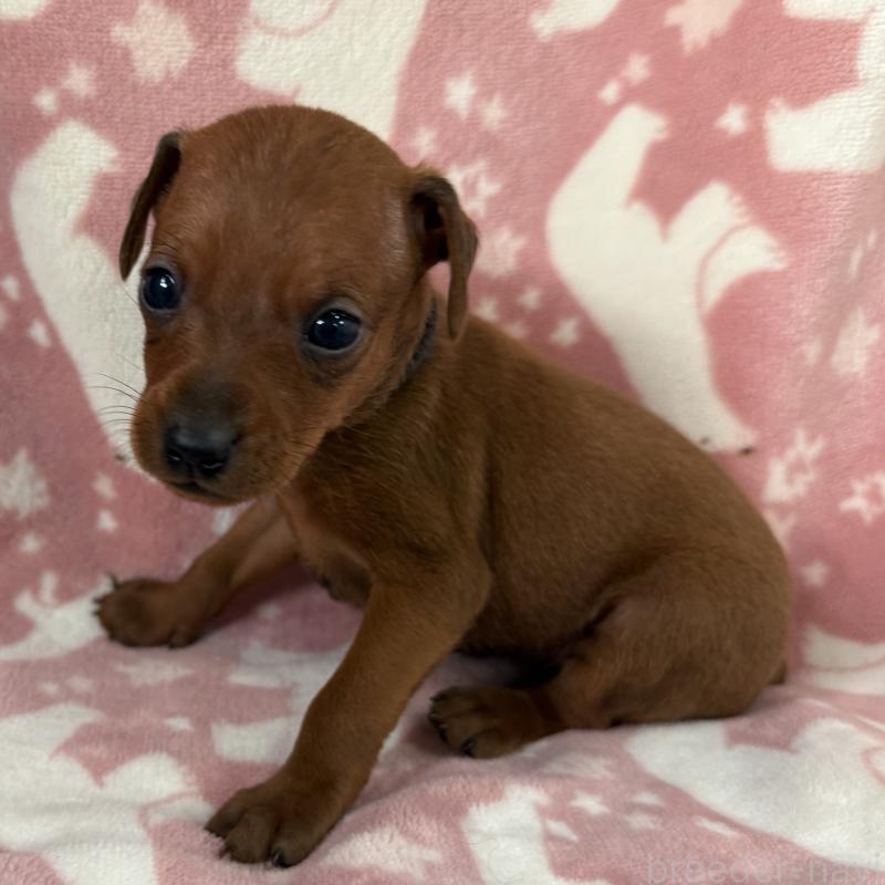 販売中の長野県のミニチュアピンシャー(ミニピン)-445432の2枚目