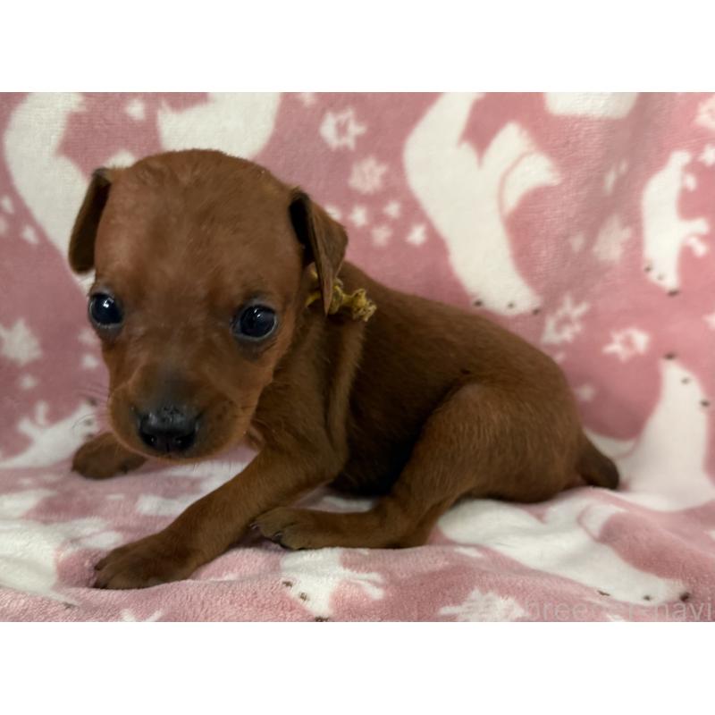 販売中の長野県のミニチュアピンシャー(ミニピン)-445433の3枚目