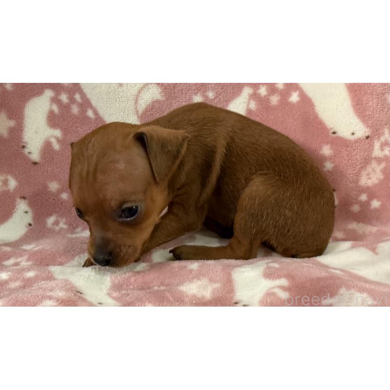 販売中の長野県のミニチュアピンシャー(ミニピン)-445434の3枚目