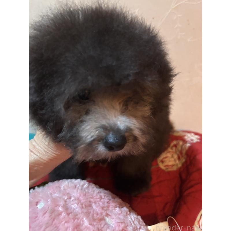 販売中の宮崎県のタイニープードル-445435の5枚目