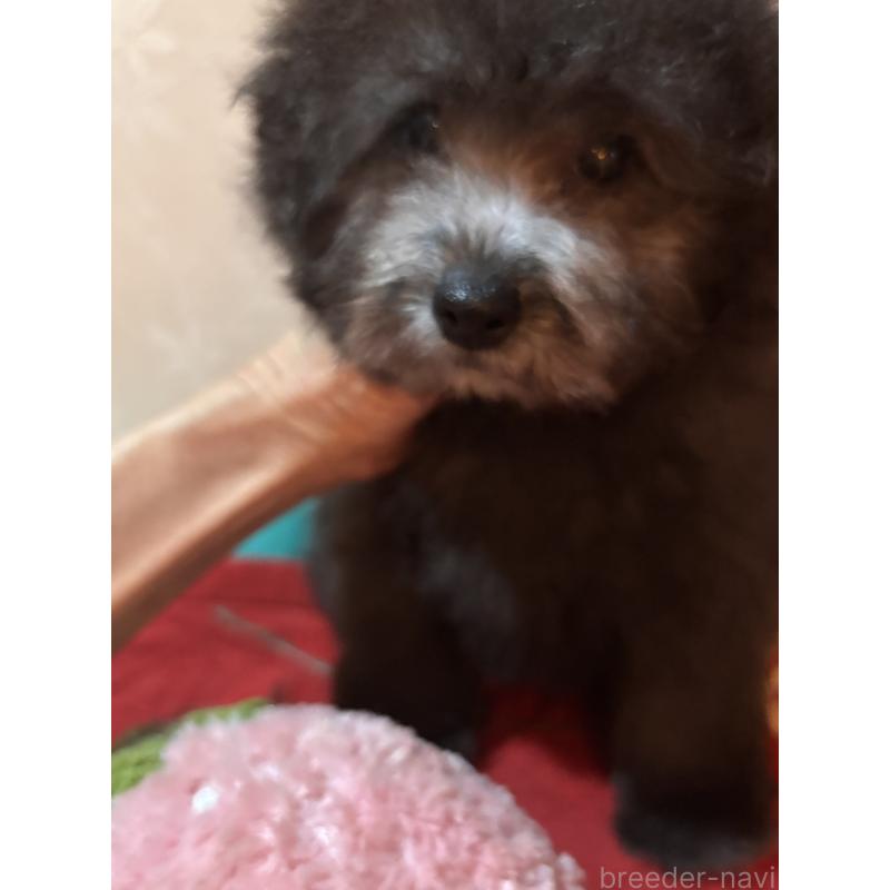 販売中の宮崎県のタイニープードル-445435の4枚目