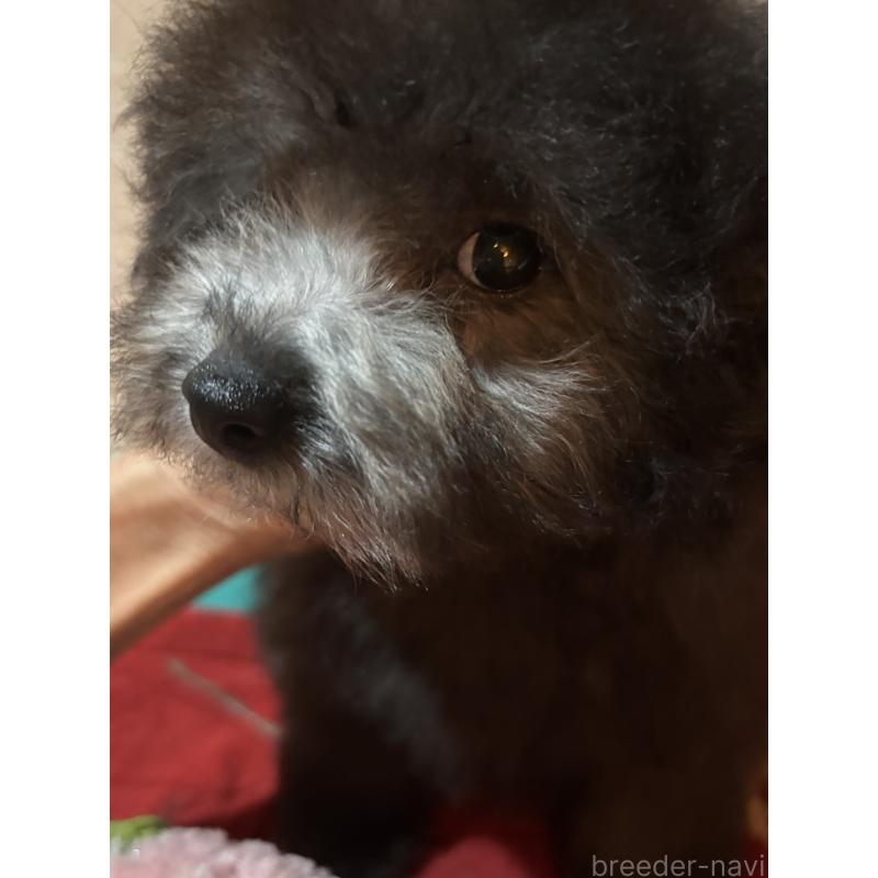 販売中の宮崎県のタイニープードル-445435の3枚目
