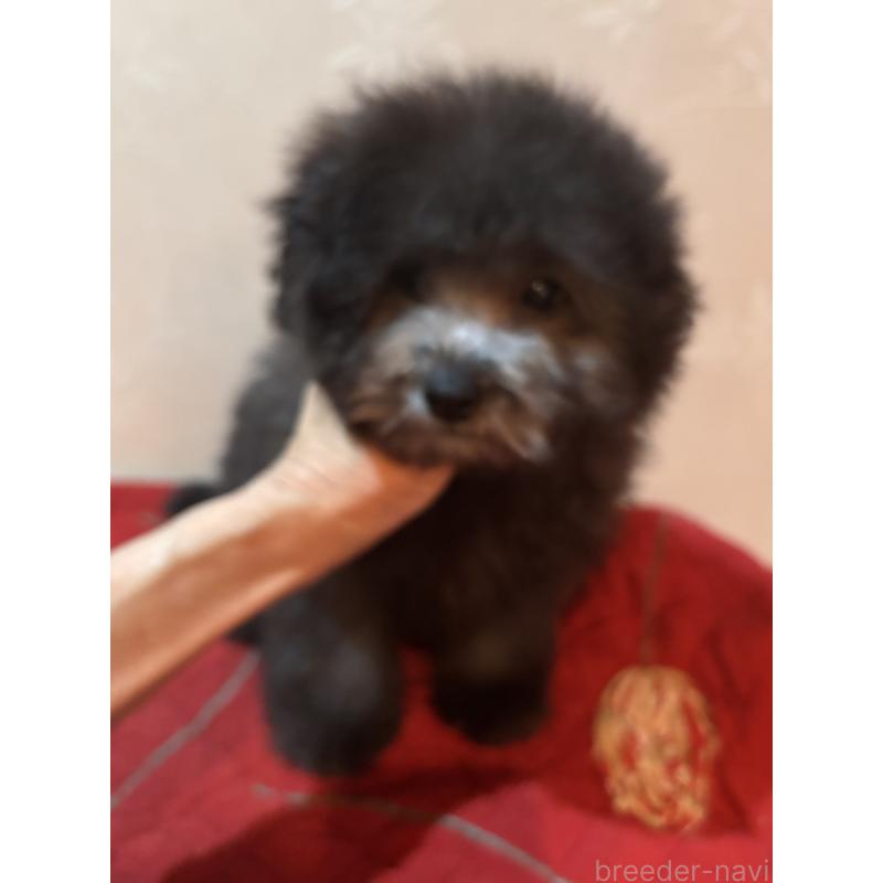 販売中の宮崎県のタイニープードル-445435の2枚目