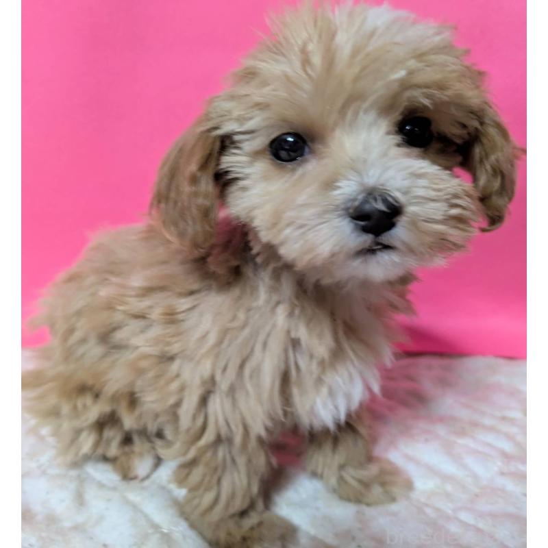 販売中の埼玉県のマルプー:マルチーズ×トイプードル-434620の5枚目