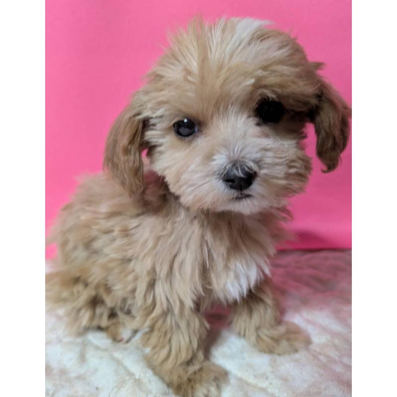 販売中の埼玉県のマルプー:マルチーズ×トイプードル-434620の4枚目