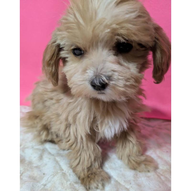 販売中の埼玉県のマルプー:マルチーズ×トイプードル-434620の3枚目