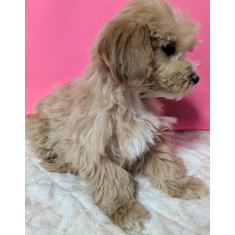 販売中の埼玉県のマルプー:マルチーズ×トイプードル-434620の1枚目