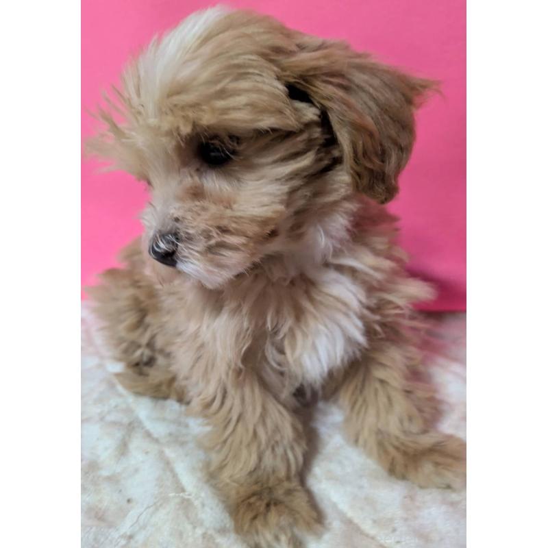 販売中の埼玉県のマルプー:マルチーズ×トイプードル-434620の2枚目