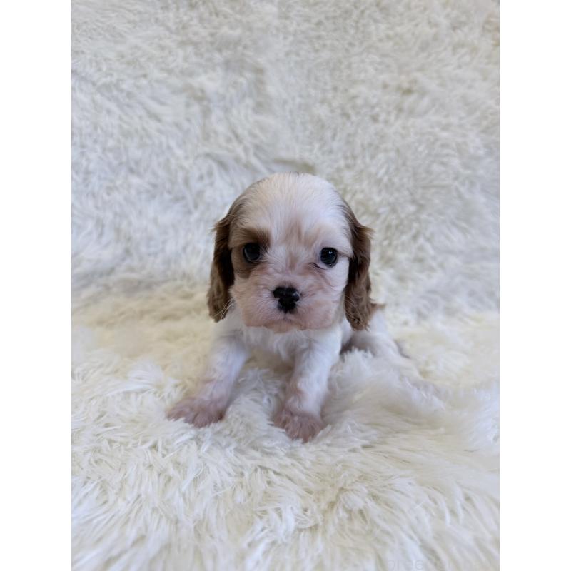 販売中の福岡県のキャバリアキングチャールズスパニエル-445437の4枚目