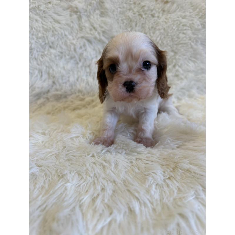 販売中の福岡県のキャバリアキングチャールズスパニエル-445437の3枚目