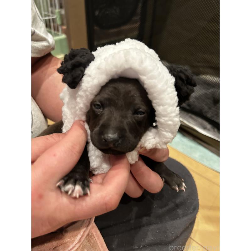 販売中の栃木県のイタリアングレーハウンド(イタグレ)-445244の5枚目