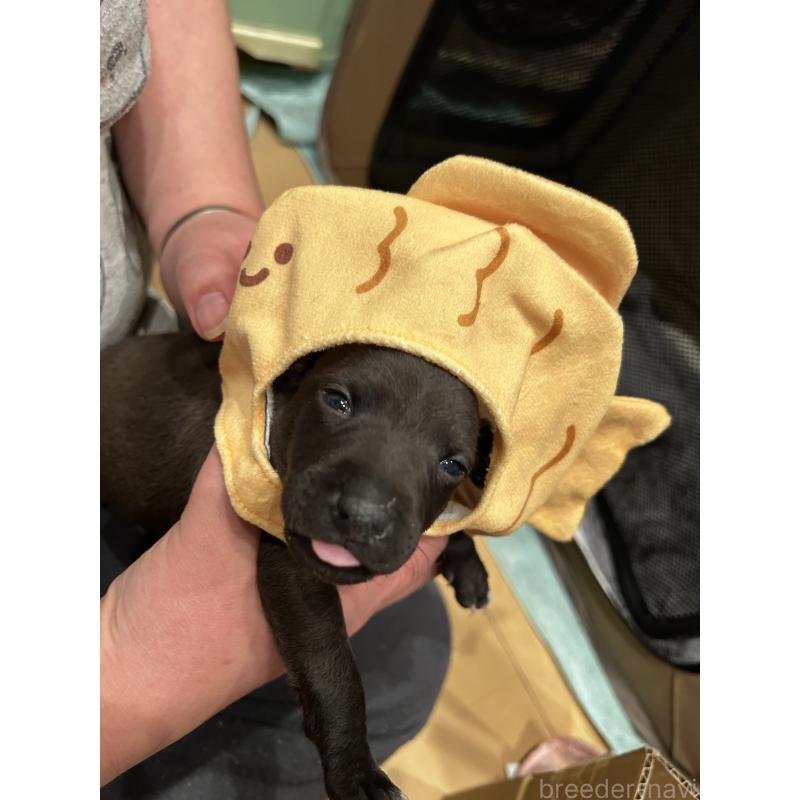 販売中の栃木県のイタリアングレーハウンド(イタグレ)-445244の4枚目