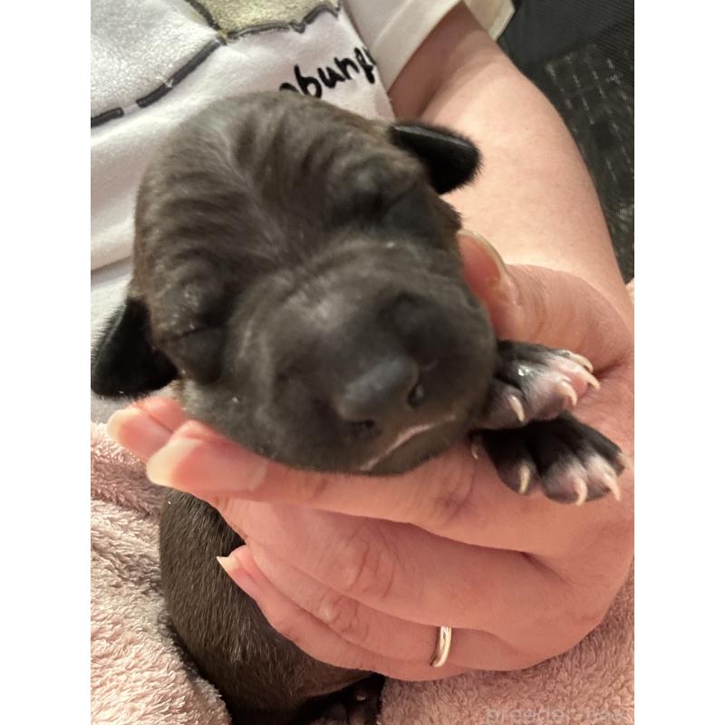 販売中の栃木県のイタリアングレーハウンド(イタグレ)-445244の3枚目