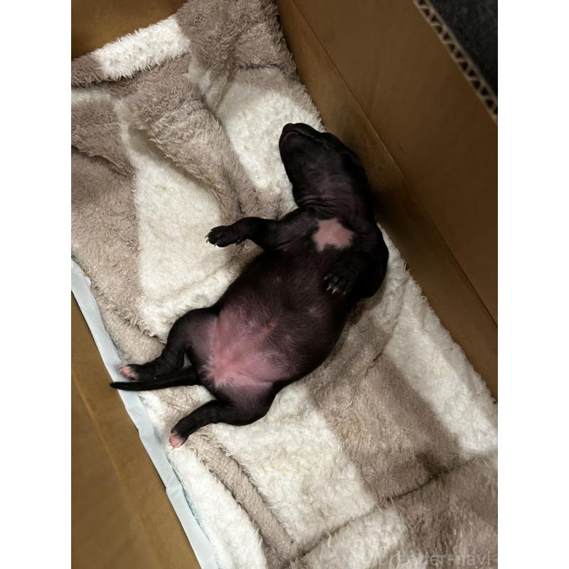 販売中の栃木県のイタリアングレーハウンド(イタグレ)-445244の2枚目