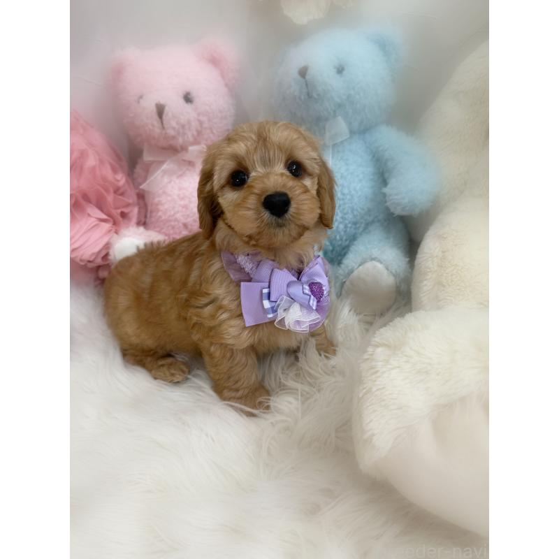 販売中の香川県のダップー:ミニチュアダックスフンド×トイプードル-440187の7枚目