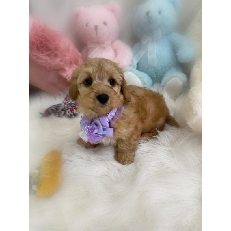 販売中の香川県のダップー:ミニチュアダックスフンド×トイプードル-440187の6枚目