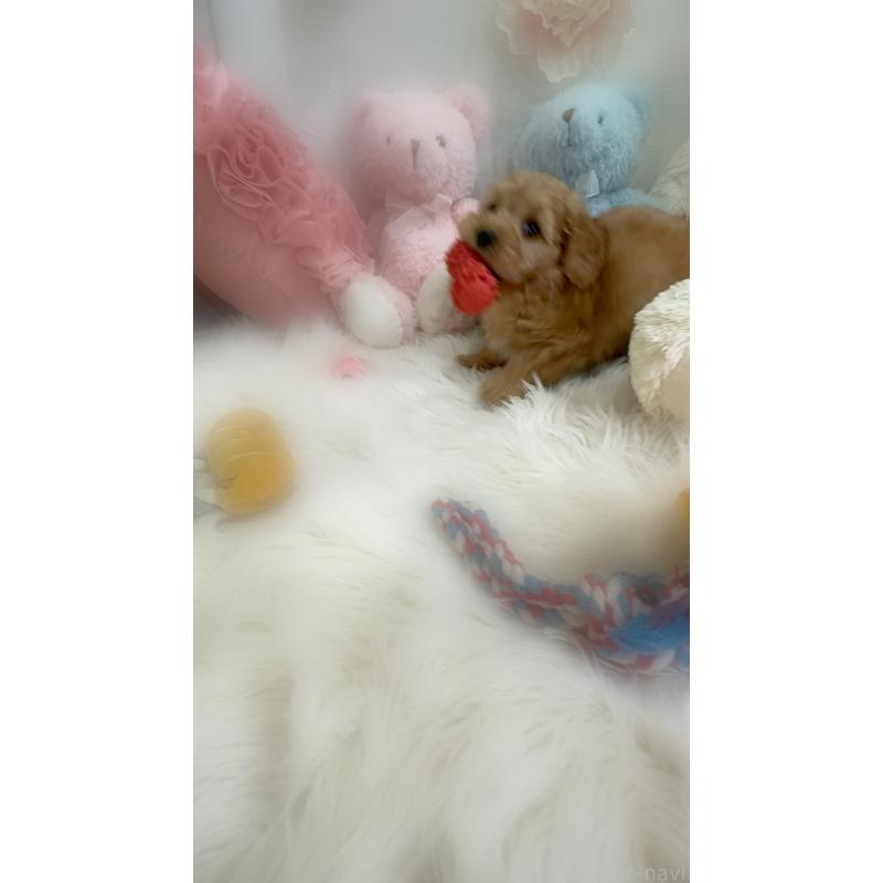 販売中の香川県のダップー:ミニチュアダックスフンド×トイプードル-440187の5枚目