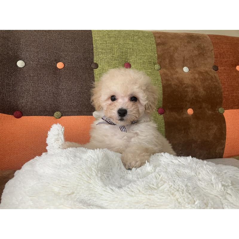 販売中の福岡県のマルプー:マルチーズ×トイプードル-445438の10枚目