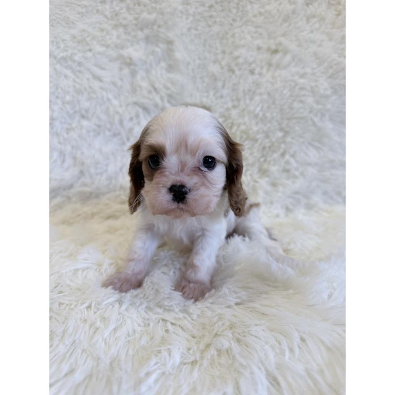 販売中の福岡県のキャバリアキングチャールズスパニエル-445437の2枚目