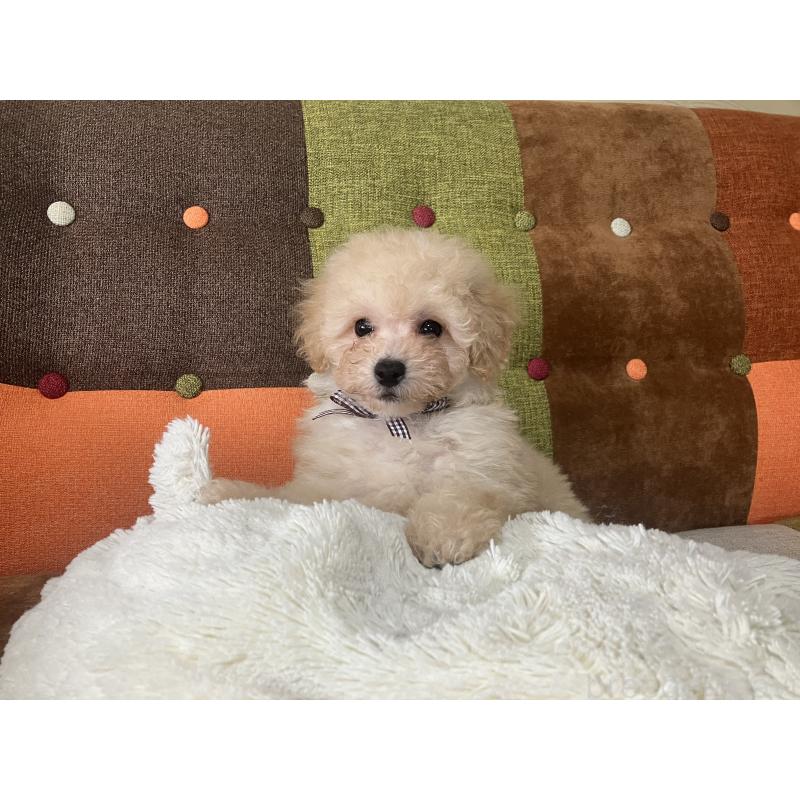 販売中の福岡県のマルプー:マルチーズ×トイプードル-445438