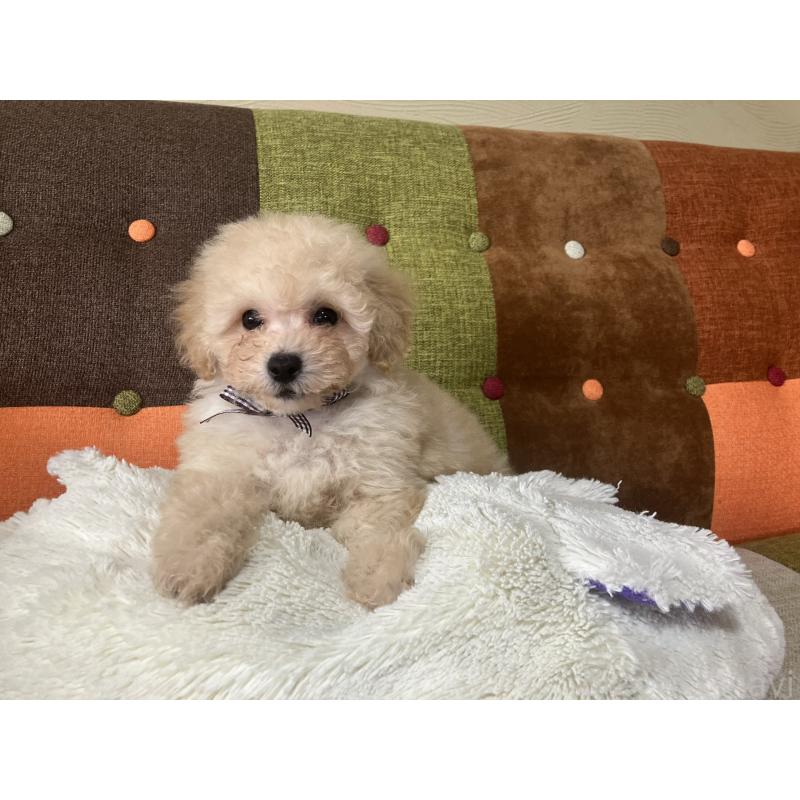 販売中の福岡県のマルプー:マルチーズ×トイプードル-445438の9枚目