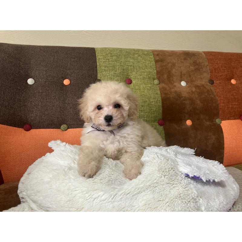 販売中の福岡県のマルプー:マルチーズ×トイプードル-445438の8枚目