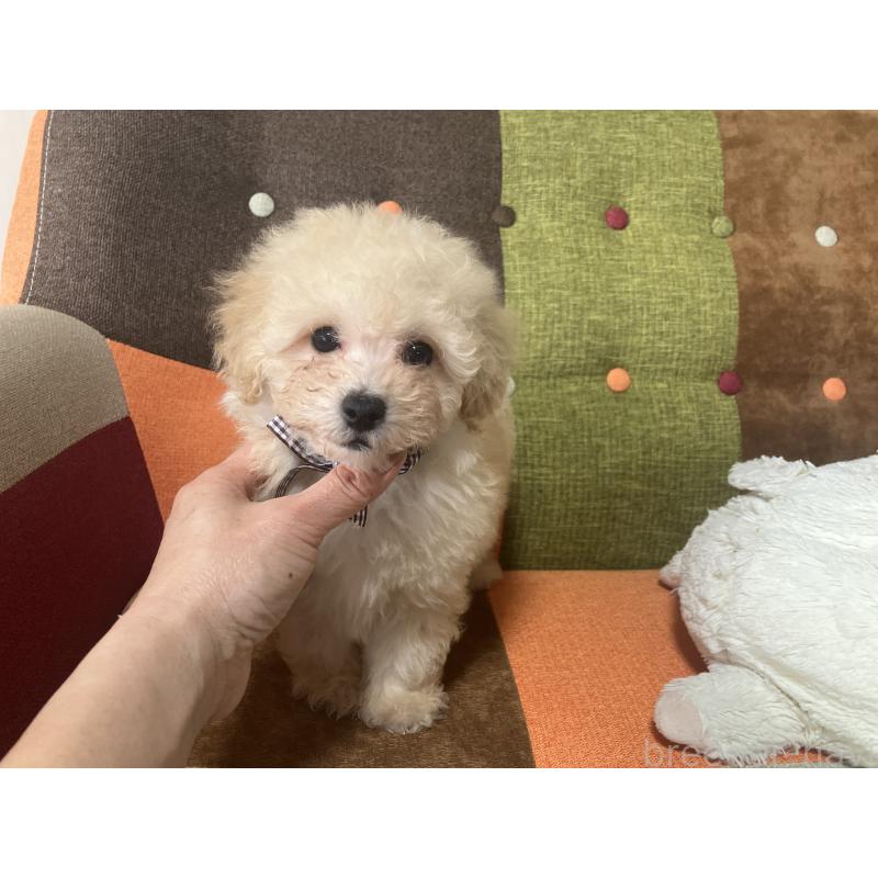 販売中の福岡県のマルプー:マルチーズ×トイプードル-445438の6枚目