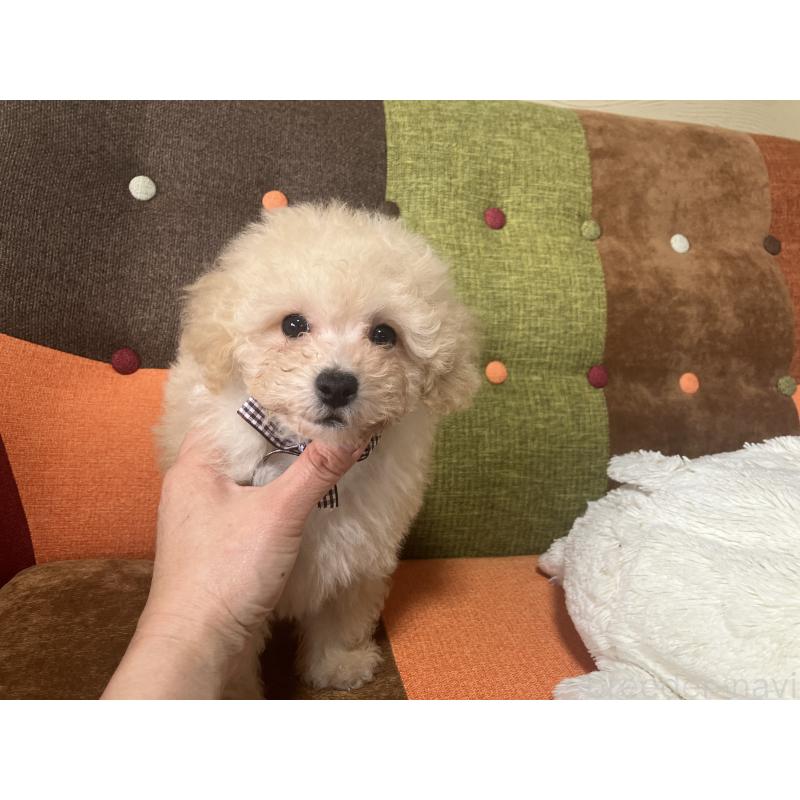 販売中の福岡県のマルプー:マルチーズ×トイプードル-445438の5枚目