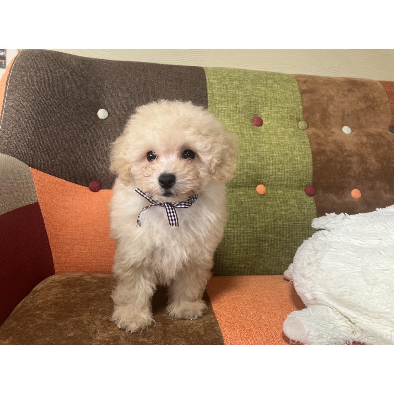 販売中の福岡県のマルプー:マルチーズ×トイプードル-445438の4枚目