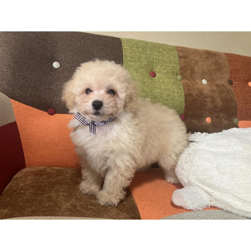 販売中の福岡県のマルプー:マルチーズ×トイプードル-445438の3枚目