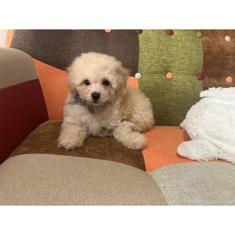 販売中の福岡県のマルプー:マルチーズ×トイプードル-445438の2枚目