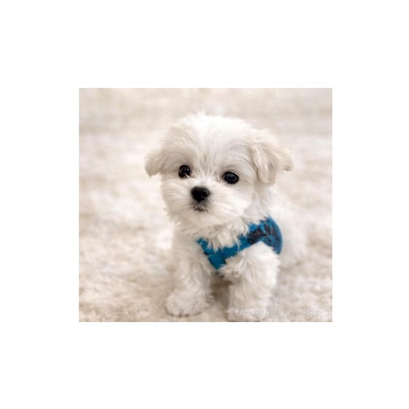 販売中の大阪府のマルチーズ-445439の5枚目