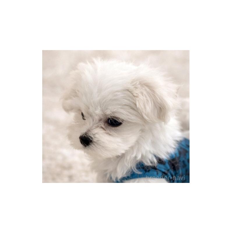 販売中の大阪府のマルチーズ-445439の6枚目