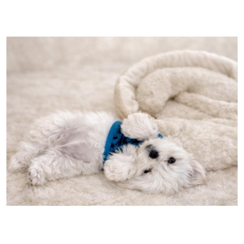 販売中の大阪府のマルチーズ-445439の4枚目