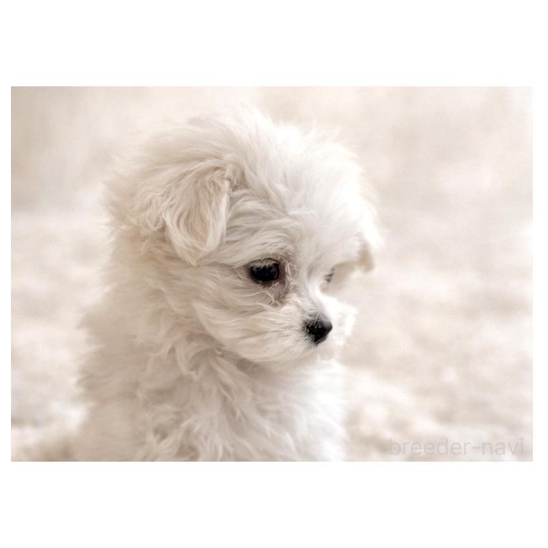 販売中の大阪府のマルチーズ-445439の3枚目