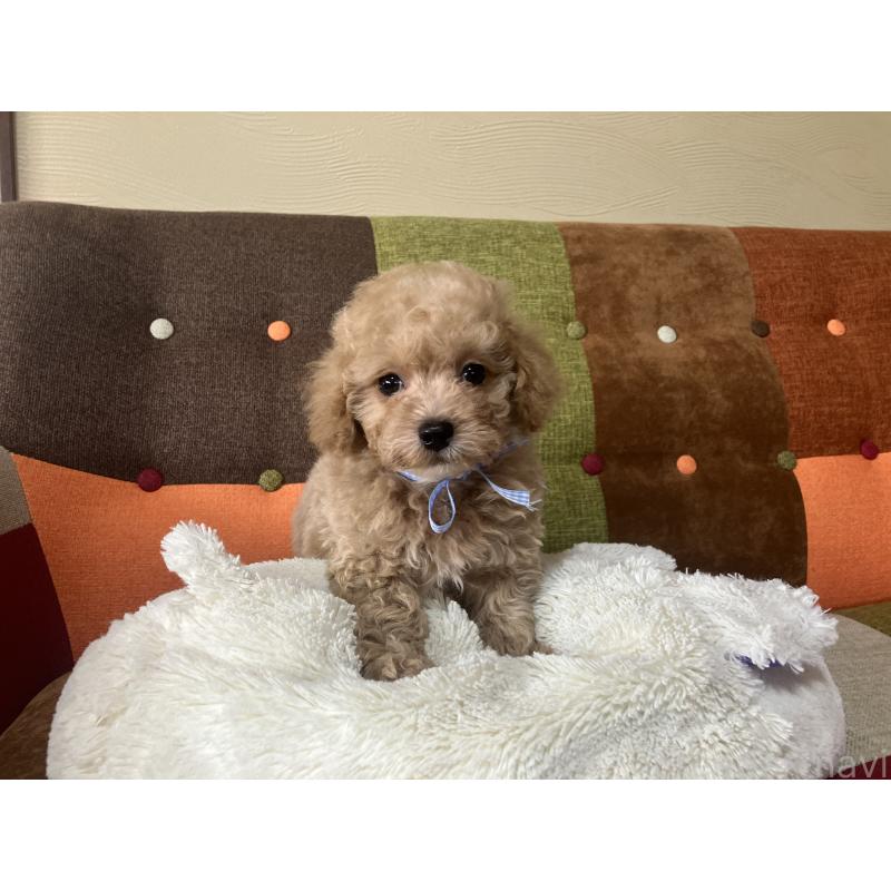 販売中の福岡県のマルプー:マルチーズ×トイプードル-445441の14枚目