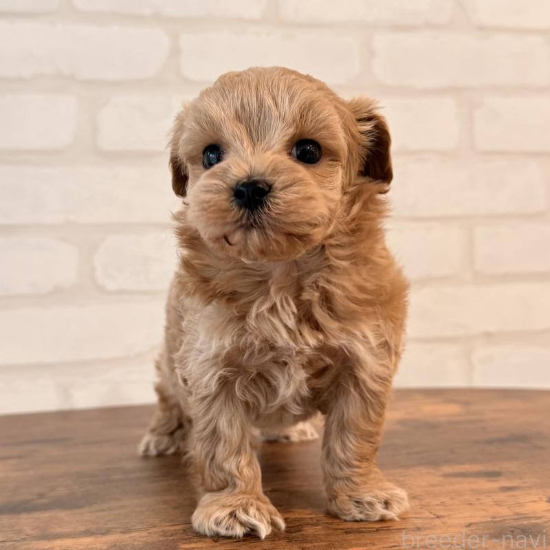 販売中の大阪府のマルプー:マルチーズ×トイプードル-445440の11枚目