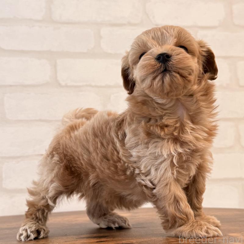 販売中の大阪府のマルプー:マルチーズ×トイプードル-445440の9枚目