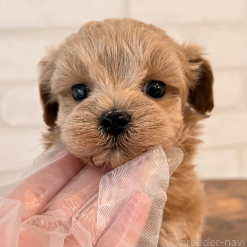 販売中の大阪府のマルプー:マルチーズ×トイプードル-445440の8枚目