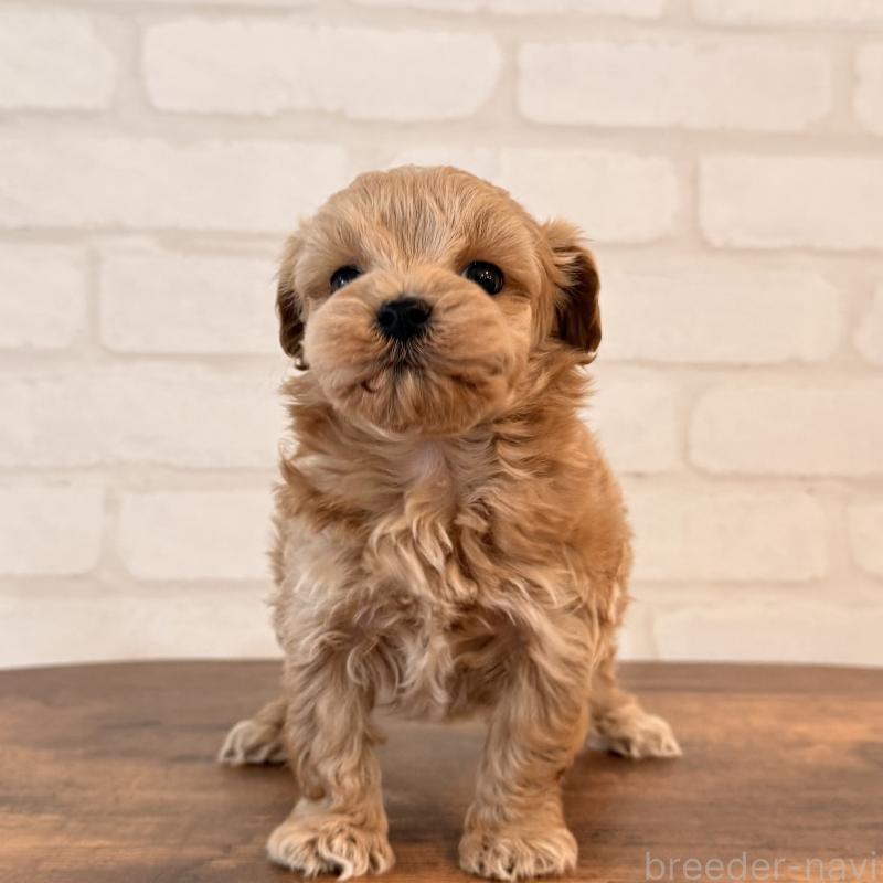 販売中の大阪府のマルプー:マルチーズ×トイプードル-445440の7枚目