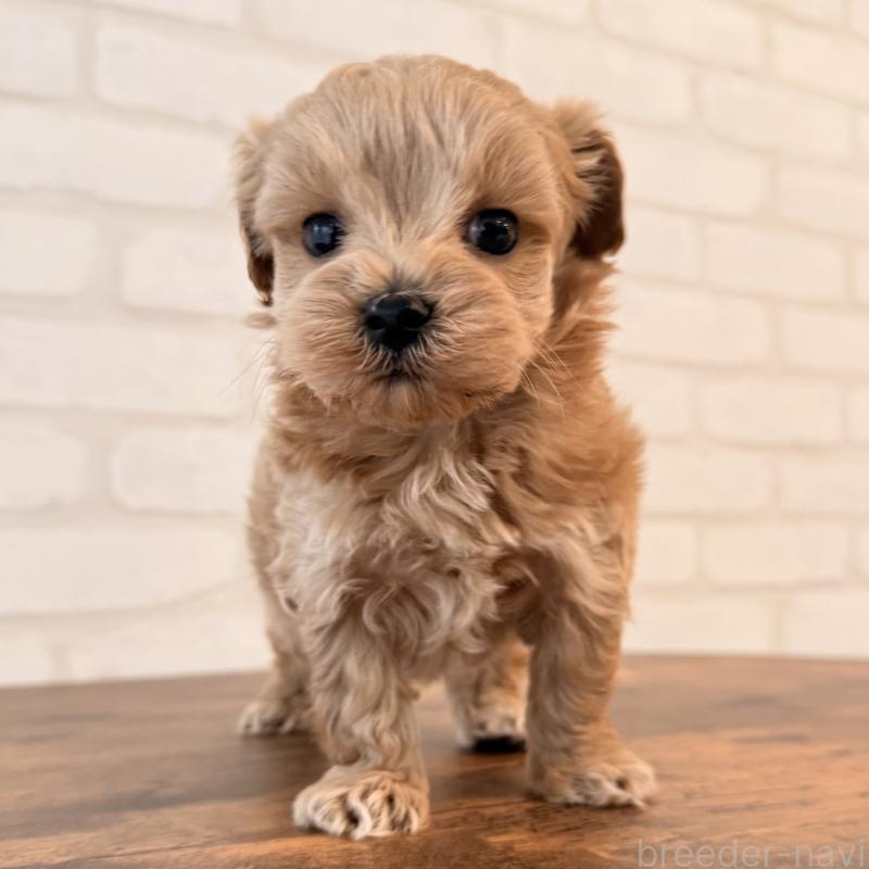 販売中の大阪府のマルプー:マルチーズ×トイプードル-445440の1枚目