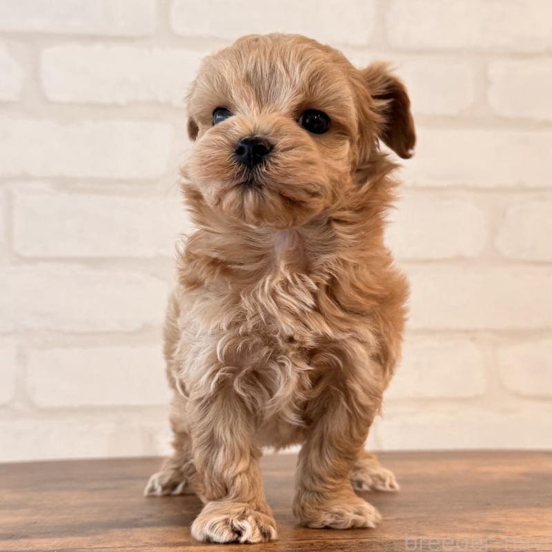 販売中の大阪府のマルプー:マルチーズ×トイプードル-445440の6枚目