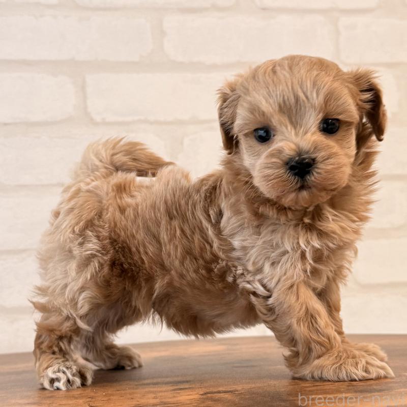 販売中の大阪府のマルプー:マルチーズ×トイプードル-445440の4枚目