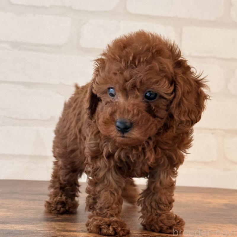 販売中の大阪府のトイプードル-445442の5枚目