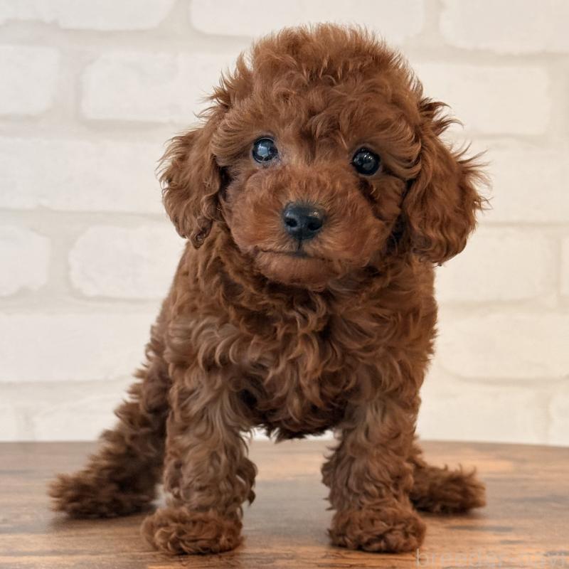 販売中の大阪府のトイプードル-445442の1枚目